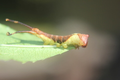 Furcula borealis