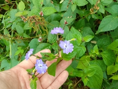 Browallia americana