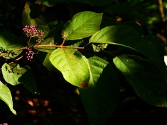 Callicarpa formosana