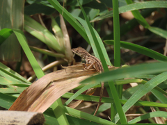 Anolis sagrei