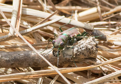 Cicindela limbalis