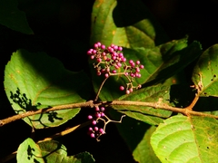 Callicarpa formosana