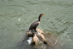 Nannopterum brasilianum