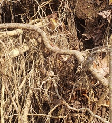 Nerodia sipedon pleuralis