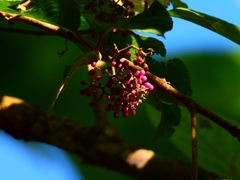 Callicarpa formosana