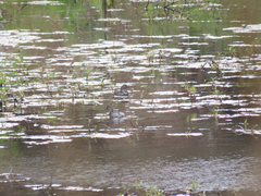 Tachybaptus dominicus