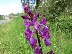 Anacamptis laxiflora