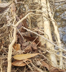 Nerodia sipedon pleuralis