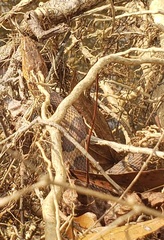 Nerodia sipedon pleuralis