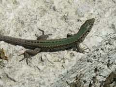 Podarcis melisellensis