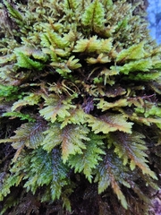 Dendroalsia abietina