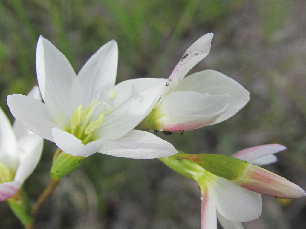 Geissorhiza similis, Silver Mine (Nature Reserve), Cape Town, South Africa