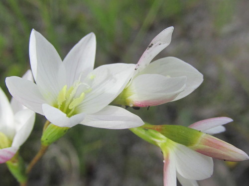 Geissorhiza similis