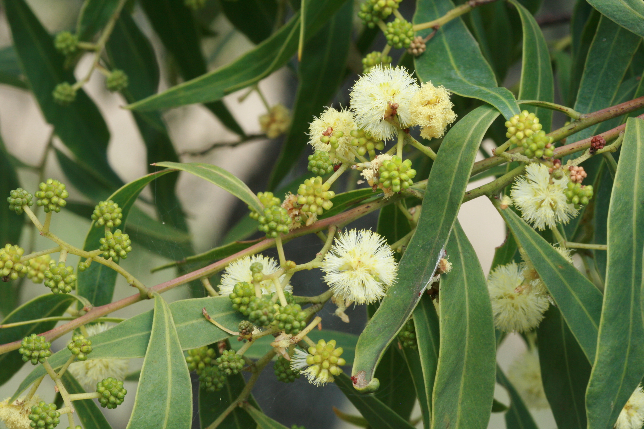 Acacia salicina