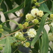 Acacia salicina - Photo (c) Arthur Chapman, μερικά δικαιώματα διατηρούνται (CC BY-NC-SA), uploaded by Arthur Chapman