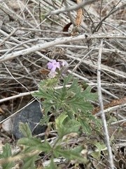 Glandularia gooddingii