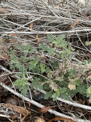 Glandularia gooddingii