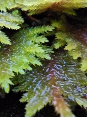 Dendroalsia abietina