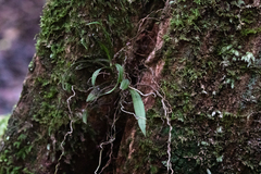 Plectorrhiza tridentata