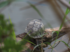Trachemys scripta