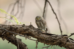 Glaucidium peruanum