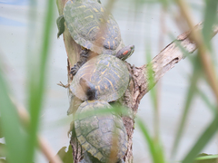 Trachemys scripta elegans