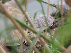 Trachemys scripta elegans