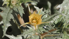 Mentzelia hirsutissima