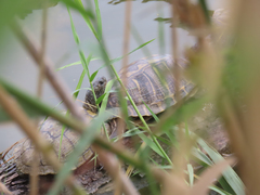 Trachemys scripta elegans
