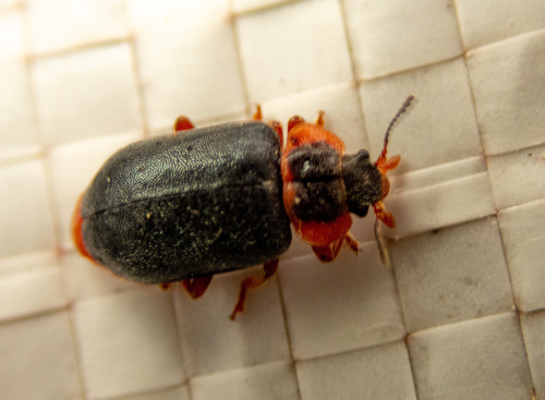 Genus Nat · iNaturalist