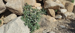 Mentzelia hirsutissima