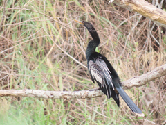 Anhinga anhinga