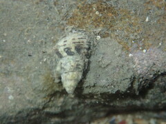 Clypeomorus petrosa