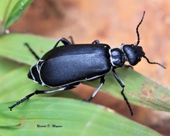Epicauta vidua