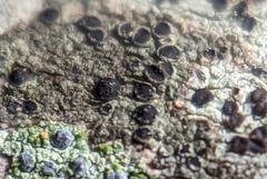 Amandinea dakotensis