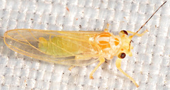 Cacopsylla annulata