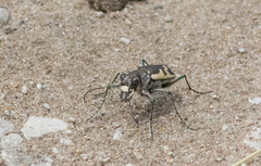 Cicindela formosa