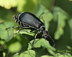 Epicauta vidua