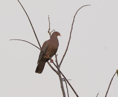 Patagioenas flavirostris
