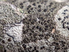 Amandinea dakotensis