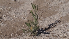 Bebbia juncea aspera