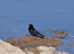 Agelasticus cyanopus