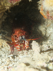 Odontodactylus scyllarus