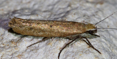 Ypsolopha