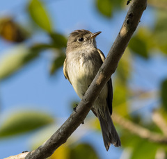 Empidonax difficilis