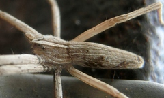 Pisaurina dubia