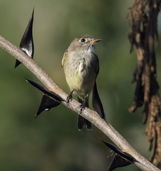 Empidonax difficilis