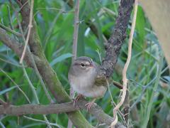 Arremonops rufivirgatus