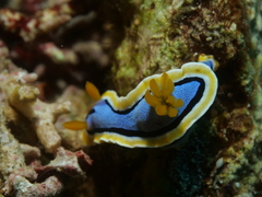 Chromodoris annae
