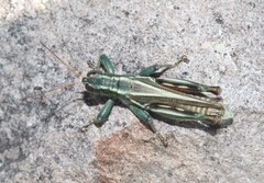 Melanoplus thomasi